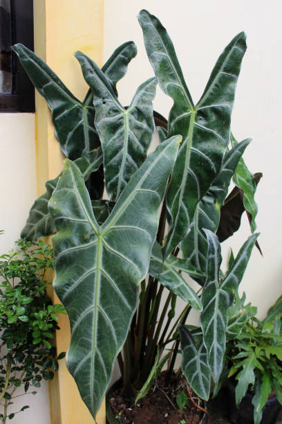 istock Alocasia Amazonica Sanderiana 1453864974