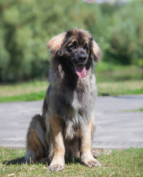 istock Beautiful dog breed Leonberger in the park 1453868124