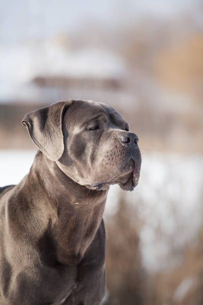 istock Beautiful dog breed Italian Cane Corso 1453868126