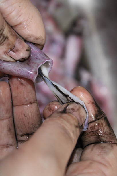 Closeup of an asian woman cleaning a squid manually in the kitchen sink