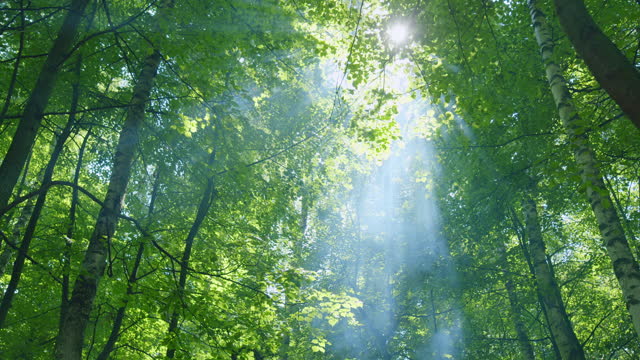 Summer sun rays shimmer. Forest at sunrise on a summers day with light flickering through leaves. Wide shot.