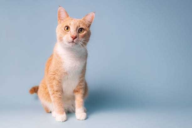 un ritratto in studio di un gatto arancione - color image horizontal isolated nobody foto e immagini stock