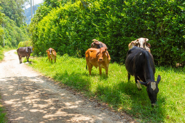 istock Group of cows standing in a stable 1453872756