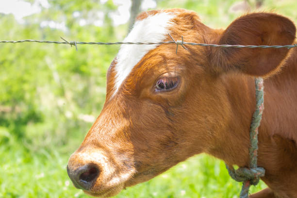 istock Calves grazing on summer day 1453872809