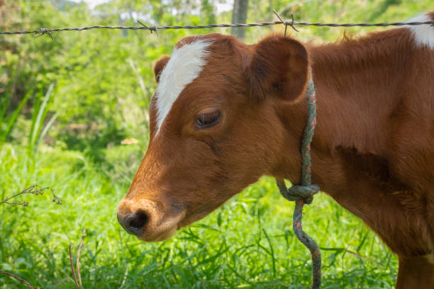 istock Calves grazing on summer day 1453872816