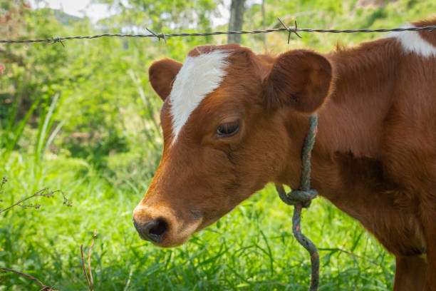 istock Calves grazing on summer day 1453872820