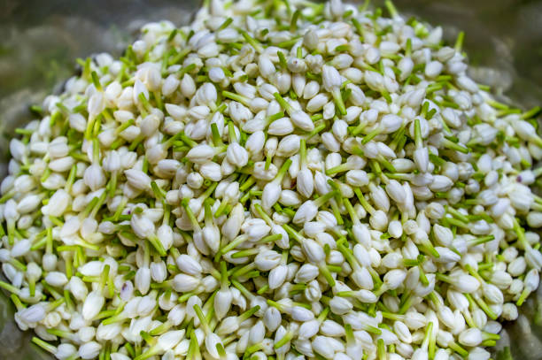 istock Jasmine buds ready for threading onto garlands for temple offerings. Thailand. 1453872828