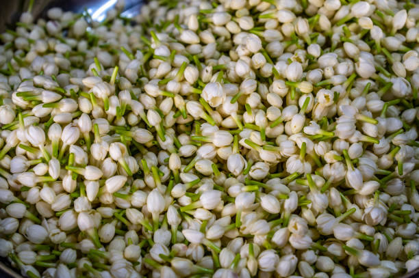 istock Jasmine buds ready for threading onto garlands for temple offerings. Thailand. 1453873146