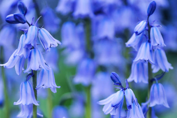 cloche bleue fleurs - campanula photos et images de collection