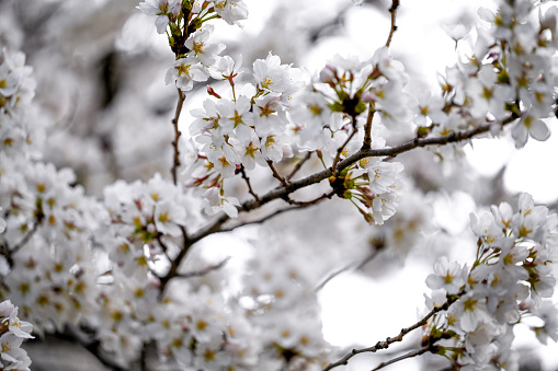 Close up of cherry tree in bloom
