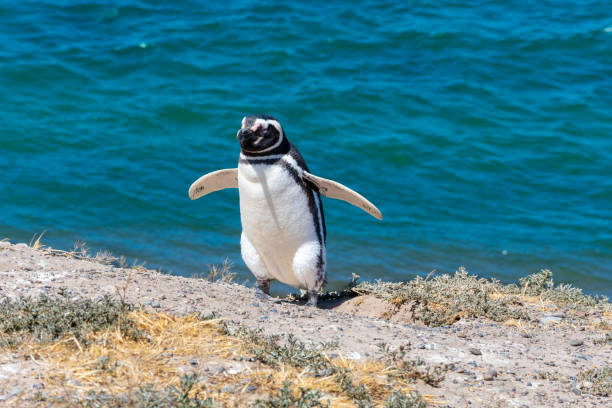 istock Magellanic penguin in Penguins Viewpoint 1453874390