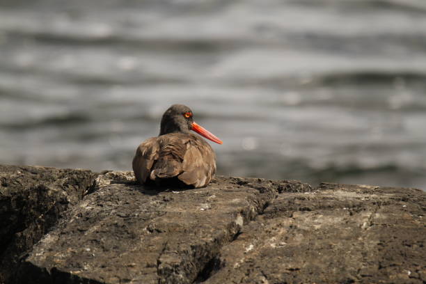 istock A Black Oystercatcher sitting on a rock from behind with water 1453876123
