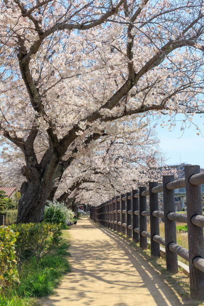 istock Cherry blossom trees in sunny weather 