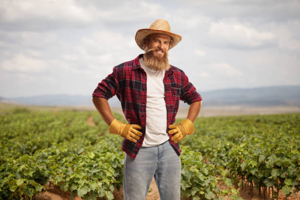istock Bearded farmer with gloves and a straw hat standing on a grapevine field 1453877919