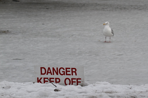 A single gull breaking the rules and standing on a frozen pond with a sign that says danger, keep off. Taken in Victoria, BC, Canada.