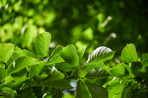 green leaf frame isolate on white background