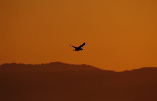 A single gull or seagull in flight in orange light with treed mountains. Taken in Victoria, BC, Canada.