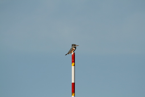 A single Belted Kingfisher (Megaceryle alcyon) perched on top of a red and white striped post at a dock with plenty of blue sky background. Taken on Saturna Island, BC, Canada.