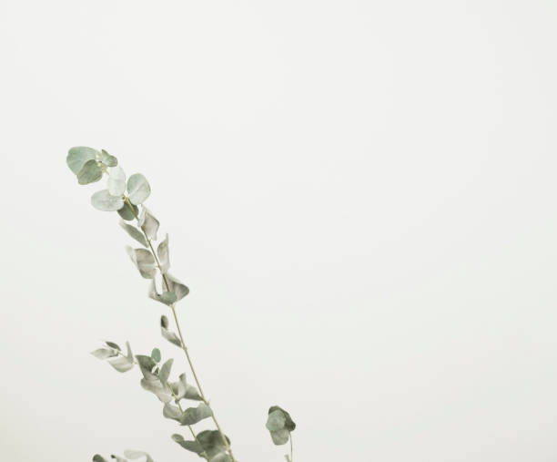 istock Dry eucalyptus leaf stem botanic floral foliage art background with space. 1453880996
