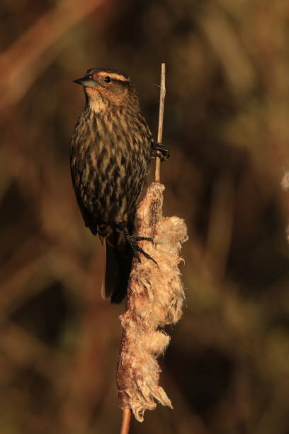 istock Female Red-winged Blackbird on a dry cattail reed 1453881038