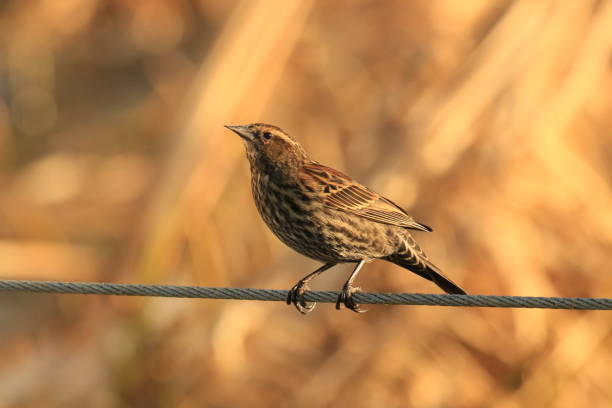 istock Female Red-winged Blackbird perched on a wire against a brown background 1453881127