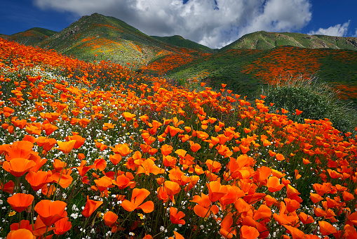 Poppies carpet the hils near Lake Elsinore in Southern California