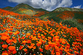 Lake Elsinore Poppy Reserve - Abundance