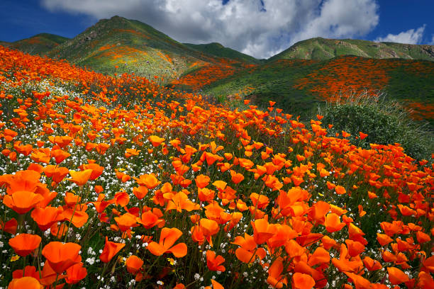 Lake Elsinore Poppy Reserve - Abundance Poppies carpet the hils near Lake Elsinore in Southern California landscape stock pictures, royalty-free photos & images