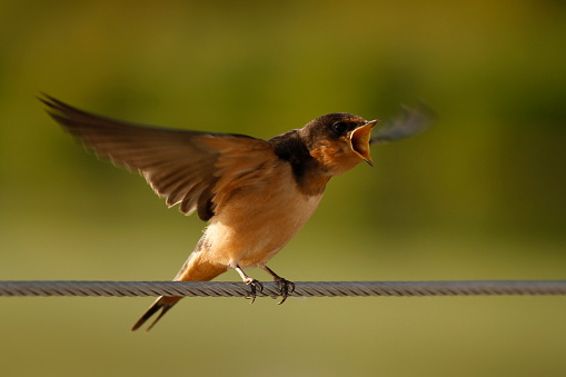 A Barn Swallow (Hirundo rustica) flapping blurred wings and calling with an open beak while perched on a wire. Taken in Victoria, BC, Canada.