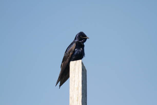istock Single male Purple Martin perched on a post with blue sky 1453882071