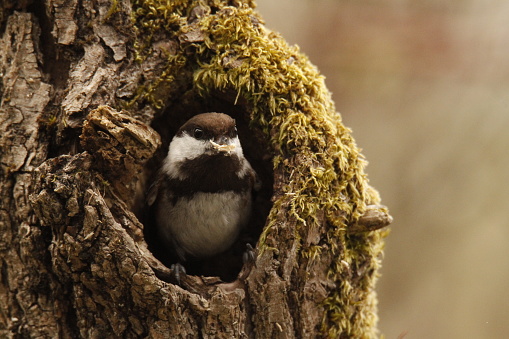 A Chestnut-backed Chickadee (Poecile rufescens) popping out of a hole in a tree with wood bits in its beak. Taken in Victoria, BC, Canada.