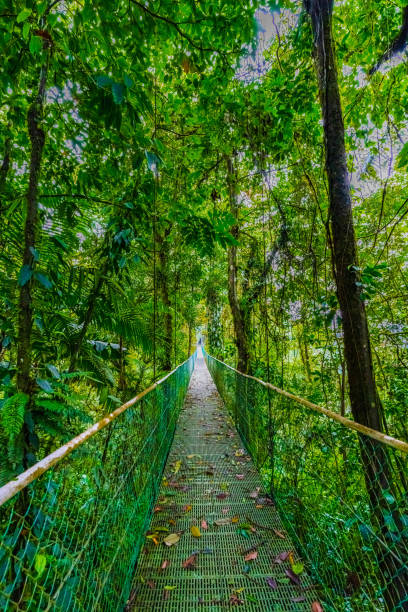 istock Suspended bridge at natural rainforest park, Costa Rica 1453882208