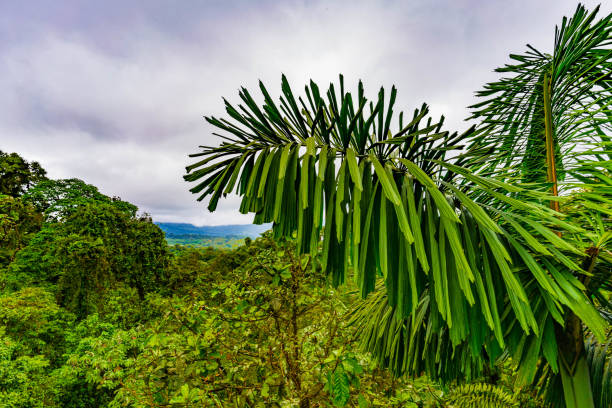 dżungla w regionie arenal w kostaryce, la fortuna, kostaryka. ameryka środkowa - costa rica rainforest central america arenal volcano zdjęcia i obrazy z banku zdjęć