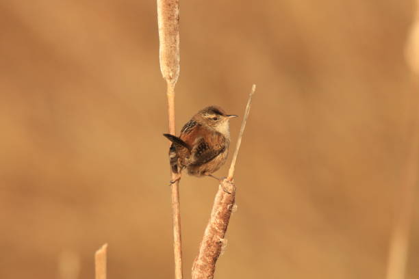 A single Marsh Wren (Cistothorus palustris) standing on dry cattail reeds with its legs spread on two different ones against a blurred brown background. Taken in Victoria, BC, Canada.
