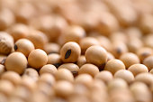 Pile of soybean seeds background