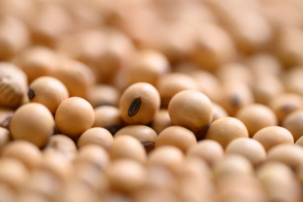 pile of soybean seeds background - soya fasulyesi stok fotoğraflar ve resimler