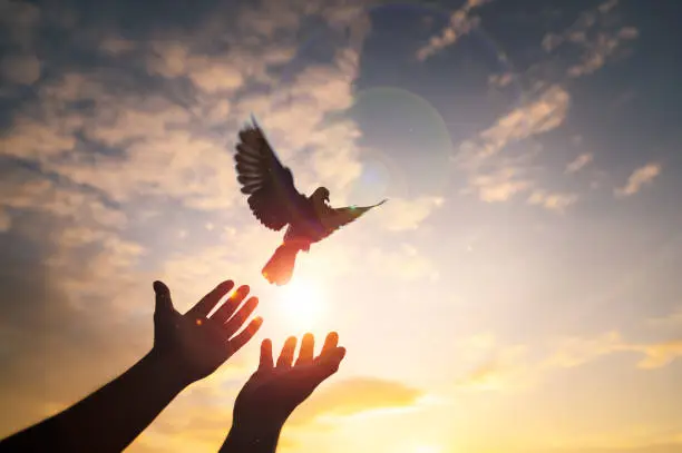 Photo of Hands praying and free bird pigeon enjoying nature on sunset background, freedom, hope, faith, belief, better future, independence day, liberty