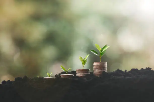 Business finance Growing Money, Plant On Coins, Finance And Investment Concept.