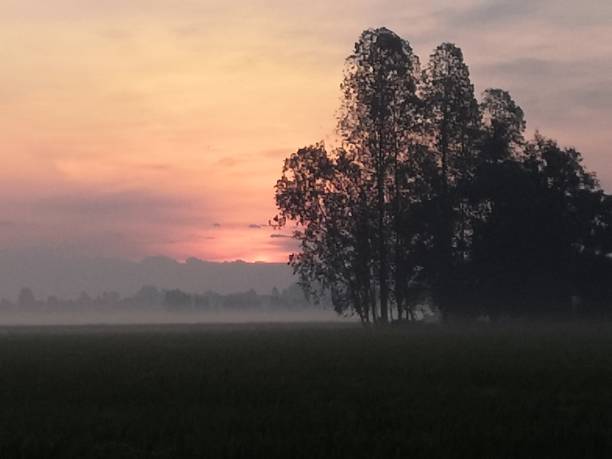 istock Nature of rice field on rice paddy 1453887446