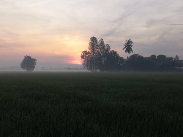 istock Nature of rice field on rice paddy 1453887473