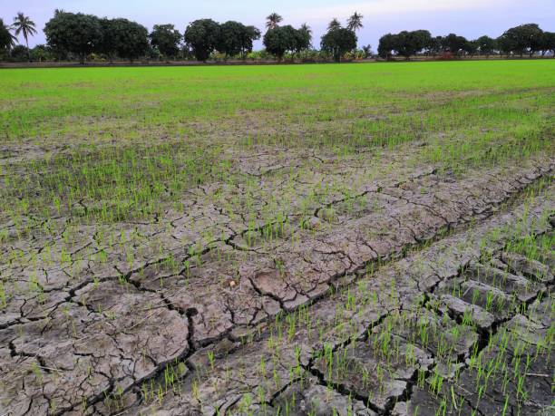 istock Nature of rice field on rice paddy 1453887502
