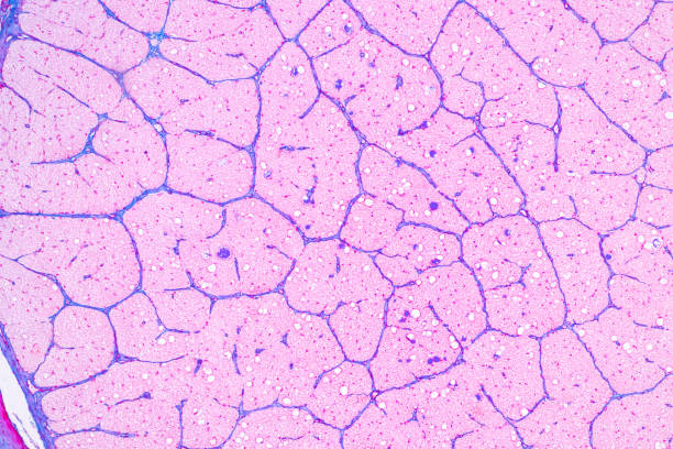 istock Tissue of Optic nerve Human, Cornea from eye Human and Eyelid Human under the microscope. 1453890801