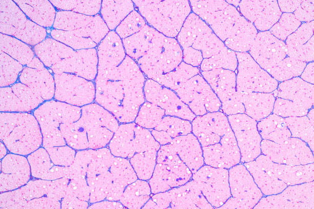 istock Tissue of Optic nerve Human, Cornea from eye Human and Eyelid Human under the microscope. 1453890820