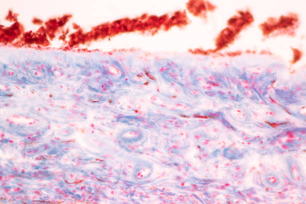 istock Tissue of Optic nerve Human, Cornea from eye Human and Eyelid Human under the microscope. 1453890856