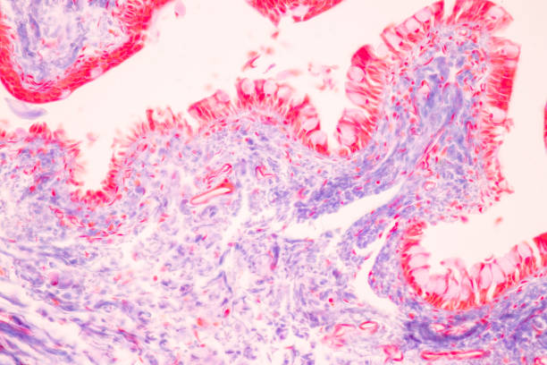 istock Tissue of Optic nerve Human, Cornea from eye Human and Eyelid Human under the microscope. 1453890882