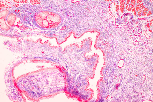 istock Tissue of Optic nerve Human, Cornea from eye Human and Eyelid Human under the microscope. 1453890885