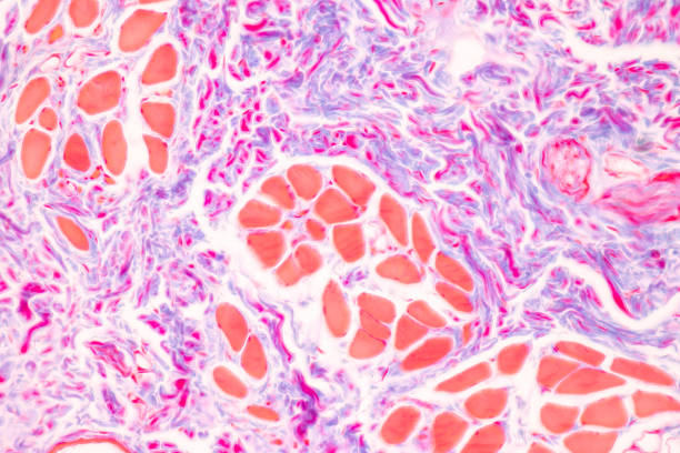 istock Tissue of Optic nerve Human, Cornea from eye Human and Eyelid Human under the microscope. 1453890888