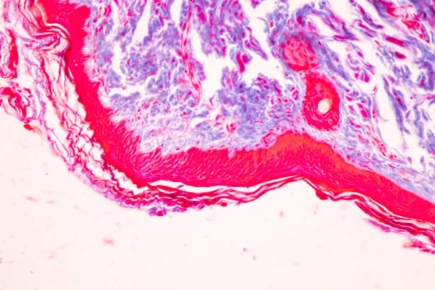 istock Tissue of Optic nerve Human, Cornea from eye Human and Eyelid Human under the microscope. 1453890891
