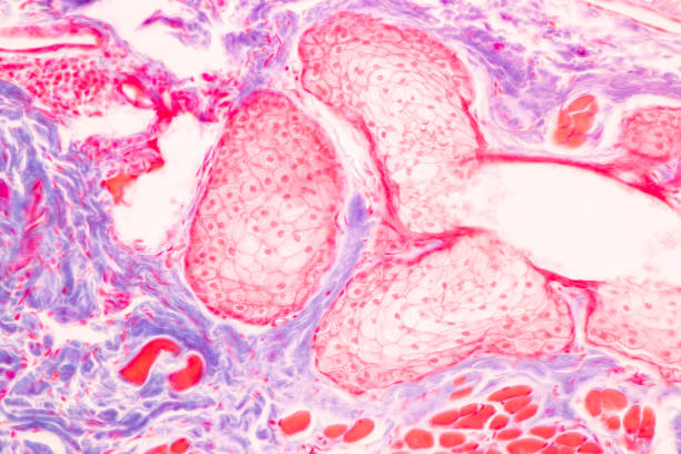 istock Tissue of Optic nerve Human, Cornea from eye Human and Eyelid Human under the microscope. 1453890897