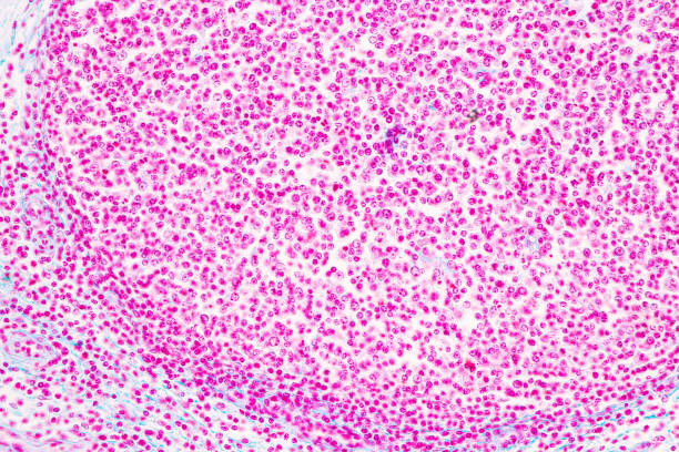 istock Characteristics Tissue of Vagina Human under the microscope. 1453890927